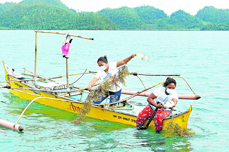Fisherfolk harvesting